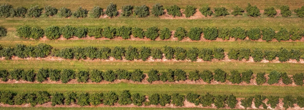 Agriculture Investment UAE